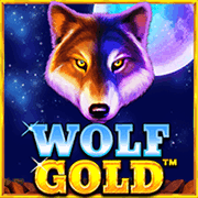 Sói vàng thumbnail